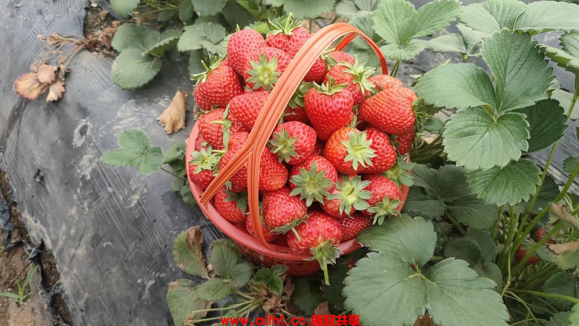 满满一篮子草莓